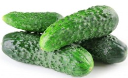 Nezhinsky pickling cucumbers, loved by gardeners for their ease of cultivation, excellent taste and aroma
