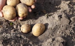 Ultra-early ripening potato variety Karatop