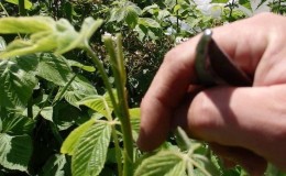 How to pinch remontant raspberries in the summer and is this procedure necessary?