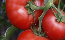 Wonderful tomatoes for greenhouses and greenhouses: tomato Doll Masha