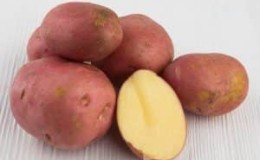 High-yielding, mid-late potato variety Manifest with red tubers
