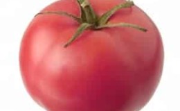 Mid-season variety with fruits, just like in the picture - Major tomato and instructions for growing it in open and closed ground