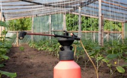 We feed cucumbers in the greenhouse for a rich harvest: diagrams and recipes
