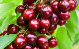 A young, but gaining popularity among gardeners, cherry variety Revna