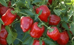 Instructions for growing delicious peppers