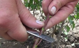Rules for propagating cherry plum cuttings in summer and stages of growing a tree from a twig