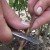 Rules for propagating cherry plum cuttings in summer and stages of growing a tree from a twig