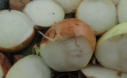 Time-tested variety of onions Karatalsky