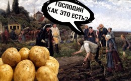 The history of the origin and spread of potatoes: where potatoes come from and how they gained their popularity