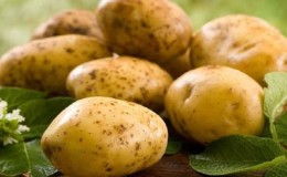 What is good about the German potato variety Zekura: description, characteristics and reviews