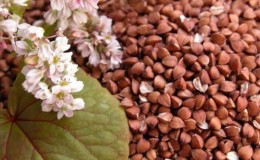 What is buckwheat, why is it good and what dishes is it suitable for?