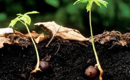 How to grow chestnuts from nuts at home