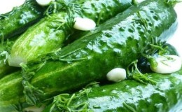 Delicious crispy lightly salted cucumbers: how to cook with cold brine