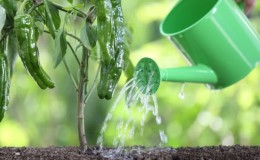 How to water peppers in open ground correctly: instructions with advice from experienced gardeners