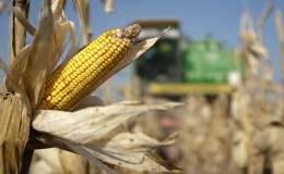 Harvesting on time: when to harvest corn and how to store it after harvesting