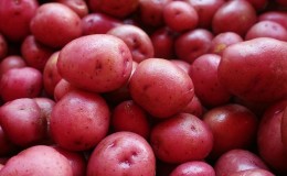 Unpretentious early ripening potato variety Lyubava for long-term storage