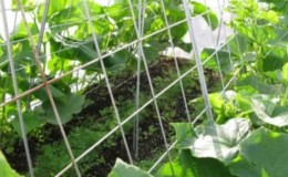Instructions on how to properly tie cucumbers in a greenhouse for beginner gardeners