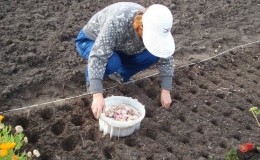 How to prepare beds for garlic before winter: step-by-step instructions for beginning farmers and advice from experienced colleagues