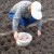 How to prepare beds for garlic before winter: step-by-step instructions for beginning farmers and advice from experienced colleagues