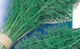 The best varieties of bush dill for obtaining a rich harvest of greens