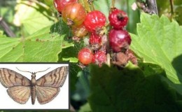 What to do if a moth appears on currants, how to fight