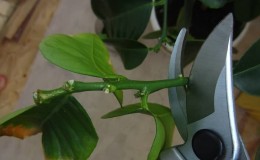 Trimming and shaping lemons at home