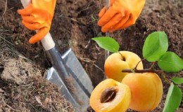A Guide to Planting Apricots in the Fall for Beginner Gardeners