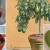 The best ways to ripen avocados at home quickly and easily