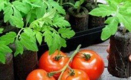 High-yielding hybrid tomato Alhambra, pleasing with large juicy fruits and resistant to diseases