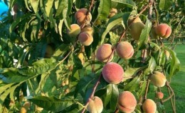 What peach care is needed in the fall to prepare for cold weather?