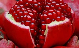 Growing indoor Baby, Nana and other pomegranates at home