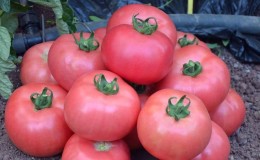 Advantages and disadvantages of the Torbay tomato: why you should try growing it