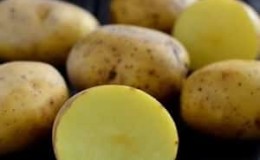 Unpretentious in care and high-yielding potato variety Agata