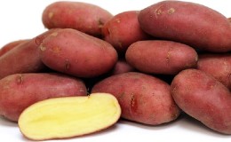 Early table potato variety Palace from Belarusian breeders