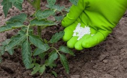 How and what to feed tomatoes after planting in the ground: the best folk recipes and a review of ready-made formulations