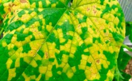 What diseases of cucumber seedlings exist: photos and descriptions