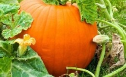 Description of pumpkin (hard-bark, pepo): composition and properties, characteristics, nuances of cultivation and use