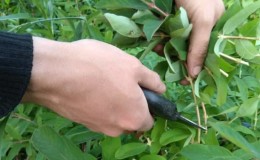 We propagate honeysuckle by cuttings - the easiest way!