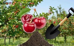 A guide to replanting cherries in summer for beginning gardeners