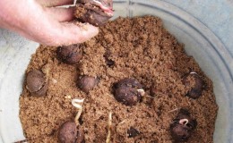 How to properly grow walnuts at home