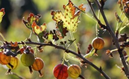 Why did rust appear on gooseberries and what to do to get rid of it
