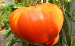 One of the most beloved tomatoes among gardeners is the Heavyweight of Siberia: a persistent, early-ripening and high-yielding variety