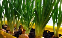 How to properly grow green onions on a windowsill: a step-by-step guide for beginners