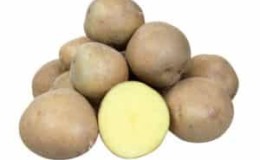 What is good about the Kolobok potato variety and why gardeners love it so much