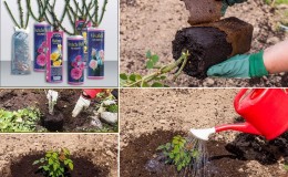 Planting roses in autumn: in detail and step by step