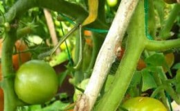 Will brilliant green for tomatoes help against late blight and how to use it correctly: instructions and advice from experienced summer residents