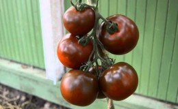 Wonderful fresh and just as good in preservation - the black Gourmand tomato and the basics of growing this variety