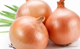 High-yielding Shetana onion variety for long-term storage