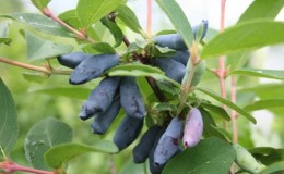 Mid-season honeysuckle variety with sweet and sour taste Nightingale