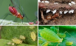 Aphids on tomatoes: how to fight during flowering and what products to choose for processing tomatoes